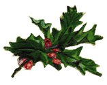 Holly
