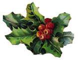 Holly